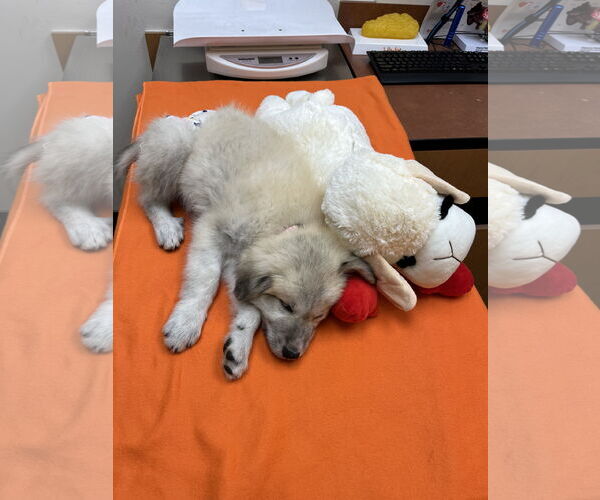 Medium Photo #5 Great Pyrenees-Unknown Mix Puppy For Sale in Houston, TX, USA