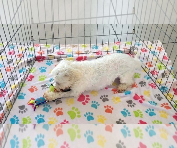 Medium Photo #6 Maltese Puppy For Sale in ORO VALLEY, AZ, USA