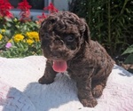 Small #4 Poodle (Toy)
