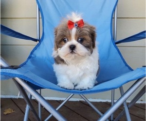 Shih Tzu Puppy for sale in SANTA CLARITA, CA, USA