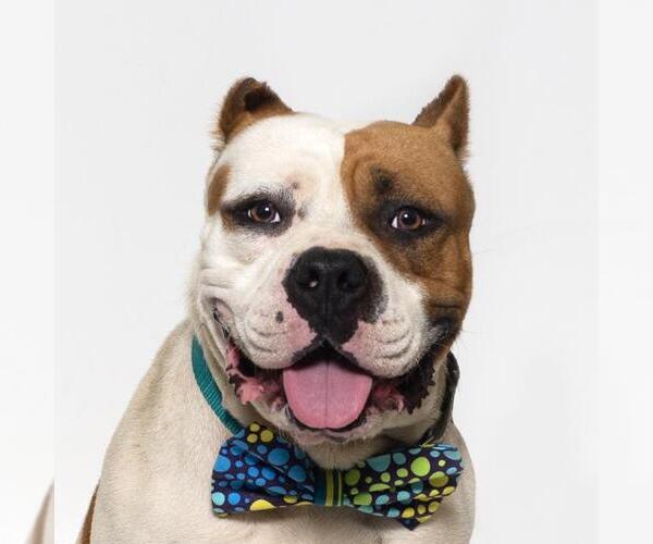Medium Photo #1 Mutt Puppy For Sale in Santa Maria, CA, USA