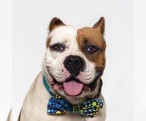 Mutt Dogs for adoption in Santa Maria, CA, USA