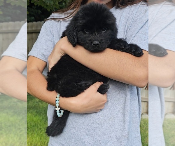 Medium Photo #26 Newfoundland Puppy For Sale in CAMBRIDGE, NE, USA