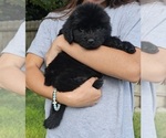 Small #9 Newfoundland