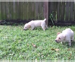 Small Photo #5 Labrador Retriever Puppy For Sale in ST PETERSBURG, FL, USA
