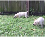 Small #4 Labrador Retriever