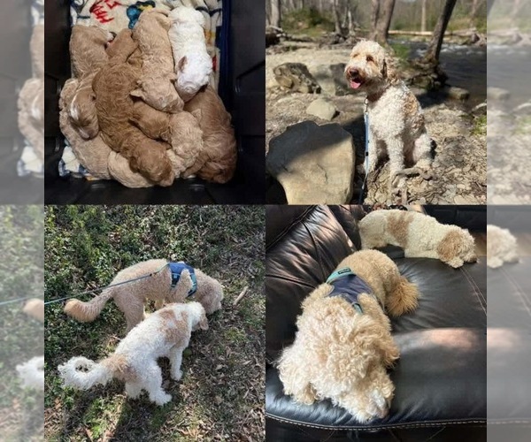 Medium Photo #1 Goldendoodle Puppy For Sale in BURKEMONT, NC, USA