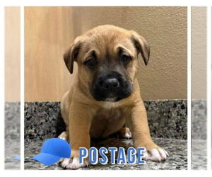 - Mix Dogs for adoption in Jackson Township, NJ, USA