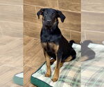 Small Black and Tan Coonhound Mix