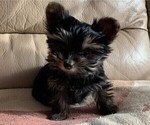 Small Photo #3 Yorkshire Terrier Puppy For Sale in WATERLOO, IA, USA
