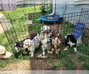 Miniature American Shepherd Litter for sale in EAST ALTON, IL, USA