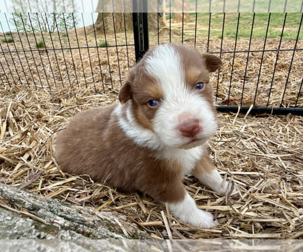 Medium Photo #5 Australian Shepherd Puppy For Sale in SMITHS GROVE, KY, USA