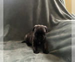 Small Photo #5 Pug Puppy For Sale in CLINTON, MI, USA