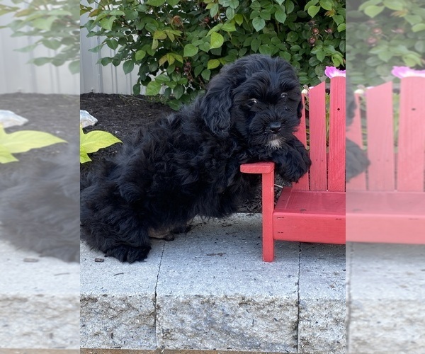 Medium Photo #5 Lhasa-Poo Puppy For Sale in CANOGA, NY, USA