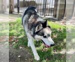 Small Siberian Husky