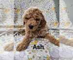 Puppy Ash  Black Poodle (Standard)