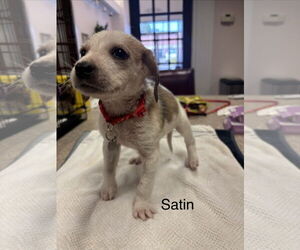 Beagle Mix Dog for Adoption in Holly Springs, North Carolina USA