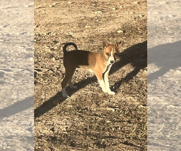 Medium Photo #14 Rat Terrier Puppy For Sale in DORA, MO, USA