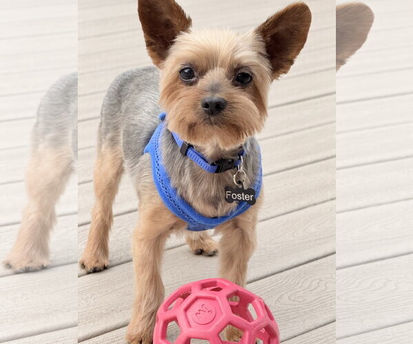 Medium Photo #13 Mutt Puppy For Sale in Allentown,, PA, USA