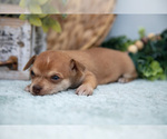 Small Photo #19 Chihuahua-Chorkie Mix Puppy For Sale in FREDERICKTOWN, OH, USA