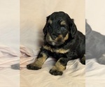 Venice - Female Bernedoodle (Miniature) Puppy for Sale - Photo #4