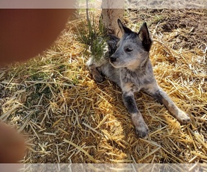 Australian Cattle Dog Puppy for sale in BREWSTER, CO, USA