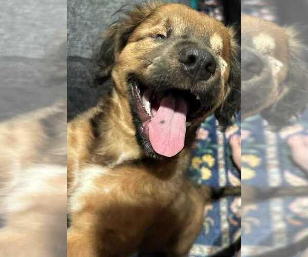 Medium Photo #5 Chow Chow-Cocker Spaniel Mix Puppy For Sale in New York, NY, USA