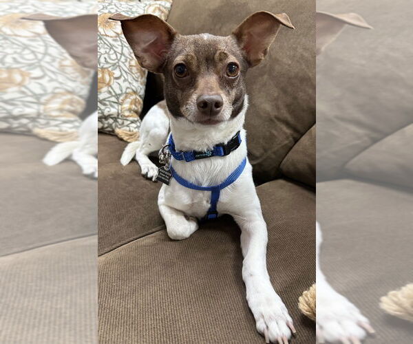 Medium Photo #1 Chihuahua Puppy For Sale in Mundelein, IL, USA