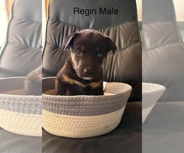 Medium Photo #6 Gerberian Shepsky Puppy For Sale in Oro Medonte, Ontario, Canada
