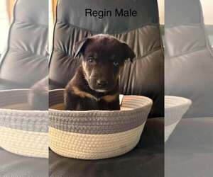 Bowie - Male Gerberian Shepsky Dog for Adoption - Photo #6