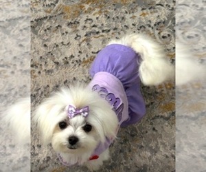 Mother of the Maltese puppies born on 12/08/2024