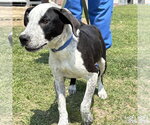 Small Feist Terrier-Texas Heeler Mix
