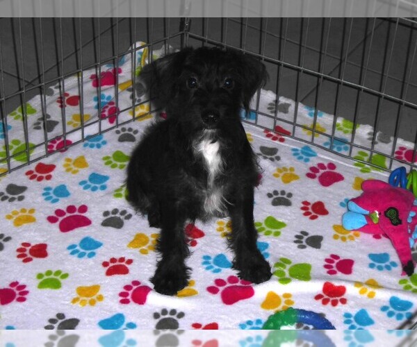Medium Photo #2 Schnoodle (Miniature) Puppy For Sale in ORO VALLEY, AZ, USA