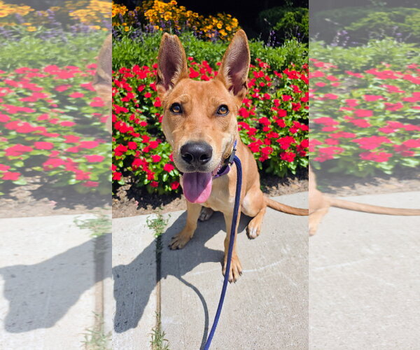 Medium Photo #2 Basenji-Unknown Mix Puppy For Sale in Rockaway, NJ, USA