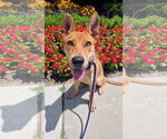 Small #1 Basenji Mix