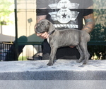 Small Photo #7 Cane Corso Puppy For Sale in CHULA VISTA, CA, USA
