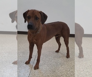 Father of the Rhodesian Ridgeback puppies born on 02/26/2026
