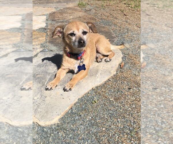 Medium Photo #1 Mutt Puppy For Sale in Spring Lake, NC, USA