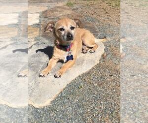 Mutt Dogs for adoption in Spring Lake, NC, USA