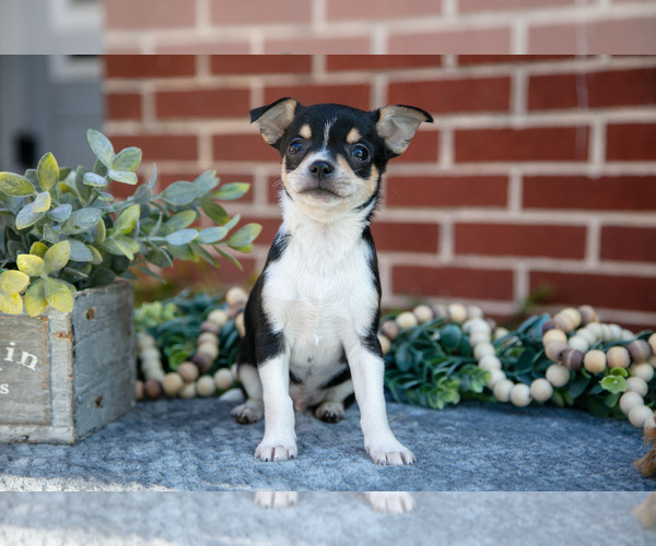 Medium Photo #1 Chihuahua Puppy For Sale in NEW HOLLAND, PA, USA
