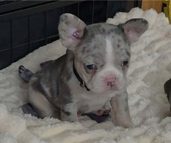 Medium Photo #1 French Bulldog Puppy For Sale in BOSTON, KY, USA