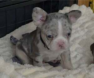 French Bulldog Puppy for sale in BOSTON, KY, USA