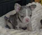 Image preview for Ad Listing. Nickname: Merle