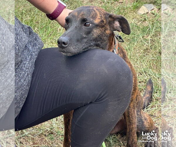 Medium Photo #2 Dutch Shepherd -Unknown Mix Puppy For Sale in Washington, DC, USA