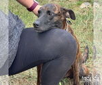 Small #1 Dutch Shepherd  Mix
