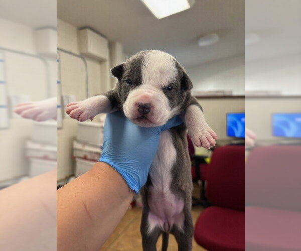 Medium Photo #2 Mutt Puppy For Sale in San Bernardino, CA, USA