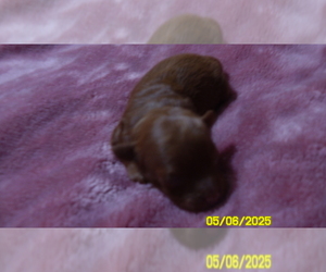 Poodle (Toy) Puppy for sale in DULUTH, GA, USA