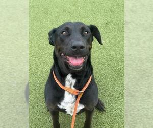 Labrottie Dogs for adoption in Fayetteville, NC, USA