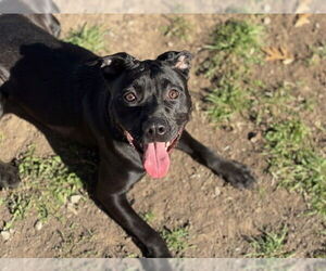 Mutt Dogs for adoption in Tulsa, OK, USA