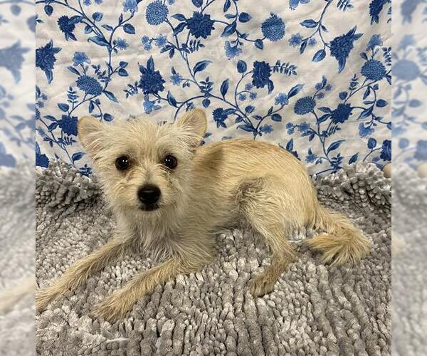 Medium Photo #1 Norfolk Terrier-Unknown Mix Puppy For Sale in Modesto, CA, USA